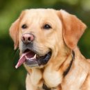 (주)펫에어라인 이미지