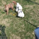 산책동물병원 이미지