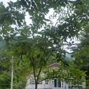 월매리(경북대부속학술림) 이미지