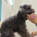 왈왈애견 이미지