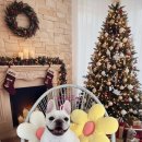 다올 그루밍 이미지