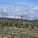 원경농장 | [삿포로.TOUR] 비수기의 매력, 4월말 비에이투어 (ft.준페이)