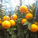 지윤농장 이미지