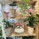 꽃내음가득 | 🌸 향긋한 꽃내음 가득, 용인 '그리너리 플라워카페' 방문 후기!