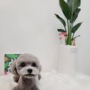 그루밍 하와이 이미지