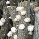 아곡농장 이미지