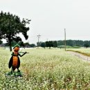 메밀꽃체육관 이미지