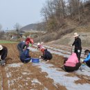 양지1리 이미지