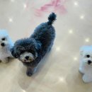 쏭쏭애견유치원 이미지