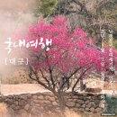 남평문씨본리세거지 주차장 | 2026 실시간 대구 홍매화 명소 남평문씨본리세거지 개화상태