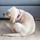 토평동물병원 이미지