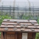 파파스라이어 이미지