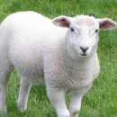 디비유통 이미지