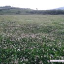 클로바농장 이미지