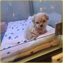 멍벤져스 | 인천 멍벤져스 강아지 분양 후기, 믿음과 기대 가득