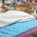 미랑미랑 이미지