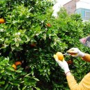 주화농장 이미지