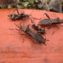 한다리농장 이미지