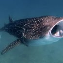 고래반점 이미지