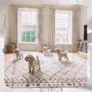 계룡애견 | 계룡 애견분양 그리고 원룸 자취생의 첫 반려견 돌보기