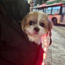 꼬로롱멍 이미지