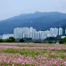 ♡대동생태공원(꽃축제장) 한바퀴 이미지