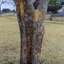 느티나무, 느릅나무, 시무나무 소사나무 비교 이미지