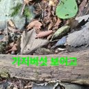 백두공사 Daum카페