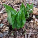 연인산풍경 이미지