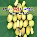 당뇨에 특효인 씨앗을 알고계신가요? 이미지