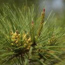 나무랑 풀이랑 이미지