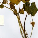 신와사비 이미지