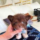 퍼피퍼피 이미지