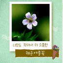 너무도 작아서 더 소중한 쥐손이풀꽃