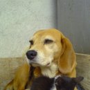 개와 고양이 이미지