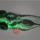 [바이오토픽] 제브라피시로 만든 '암 아바타', 개인화된 암 치료에 유용할 듯 이미지