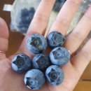 룰루베리오븐 이미지