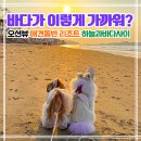 원북면사무소 | 태안 가볼만한곳 추천｜바다 앞 오션뷰 애견동반 리조트 하늘과바다사이