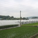 외미로 Daum카페