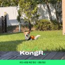 콩알 | 포천 애견펜션 콩알펜션 후기 | 천연잔디 &amp; 전용 수영장
