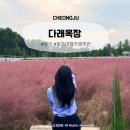 안나목장 | 청주대형카페추천 핑크뮬리 만개한 다래목장