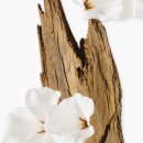 우드님프 | [PARFUMS de MARLY] 퍼퓸 드 말리 델리나 바디크림 &amp; 발라야 바디크림 추천 - 향기로 스며드는 기품