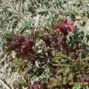 토종닭농장 이미지