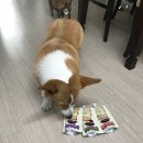 몽펫 | 멍냥이 영양식 황태육수 ❤️헬시브로스❤️ 강아지 약먹일때 추천