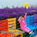 국화 | 경남 거창 감악산 아스타국화축제 후기 주차장 평일 차막힘
