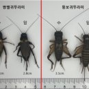 소번식경영아카데미 | 농촌진흥청, 국산콩활용‘글루텐-프리’식물성단백질소재개발/스마트축산환경개선현장점검/기후·탄소...