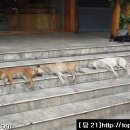 개팔자상팔자 이미지