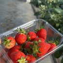 전원농장 | 진주 다은딸기 딸기체험 후기 아이와 가기 좋은 실내 체험농장