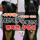 하얀여우 이미지