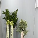 오토온광택